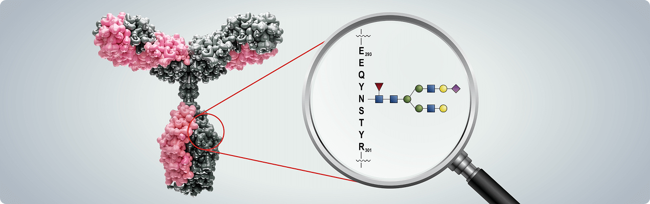 Antibody illustration highlighting a glycosylation point on the Fc domain.