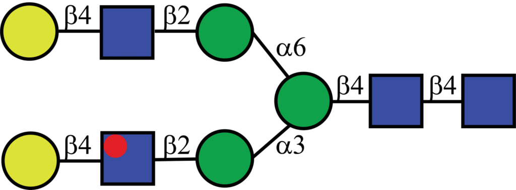 Isotopically labeled N-linked glycan with Oxford nomenclature A2G2