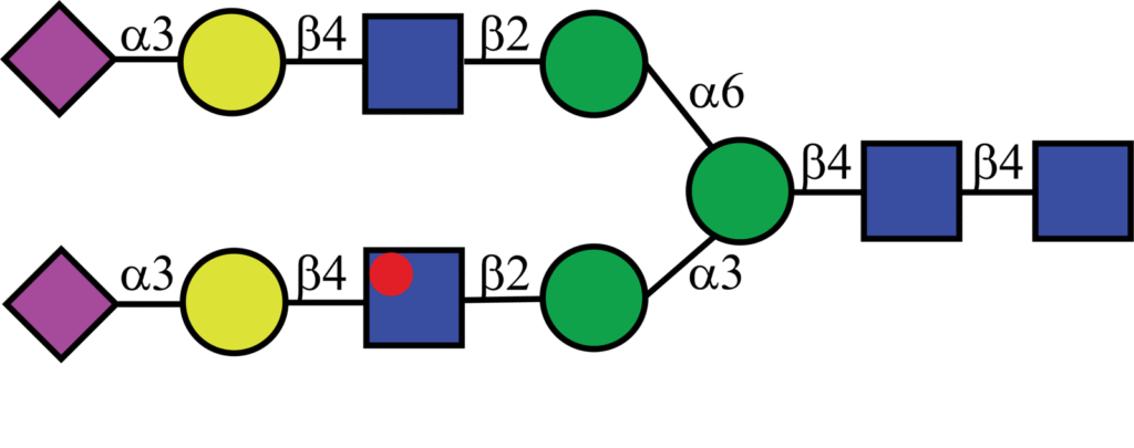 Isotopically labeled N-linked glycan with Oxford nomenclature A2G2S2(α2,3)