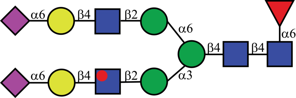 Isotopically labeled N-linked glycan with Oxford nomenclature FA2G2S2(α2,6)