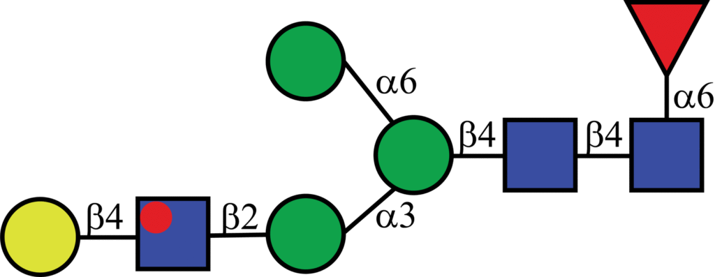 Isotopically labeled N-linked glycan with Oxford nomenclature FA1G1